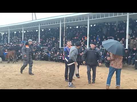 Видео: Алыш Курош Жалал Абад обласы Бургонду айыл окмоту