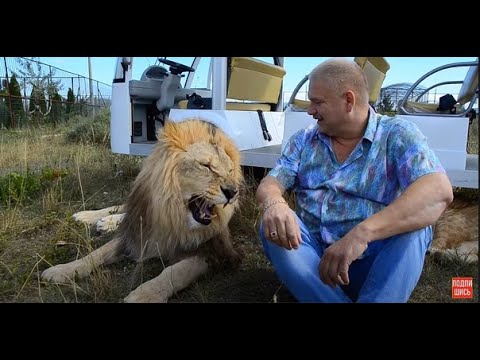 Видео: Львы встречают гостей Марсель шипит как змея!The lions welcome the guests!Marcel hisses like a snake