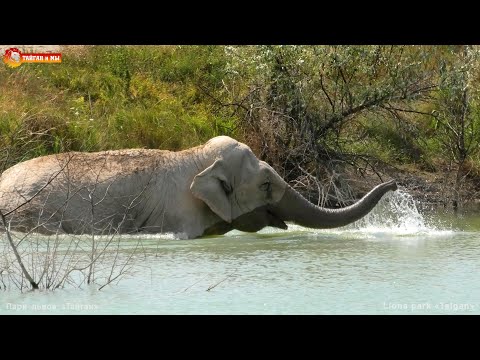 Видео: Дженни - ВОДОПЛАВАЮЩИЙ СЛОН. Тайган. Swimming lover ELEPHANT
