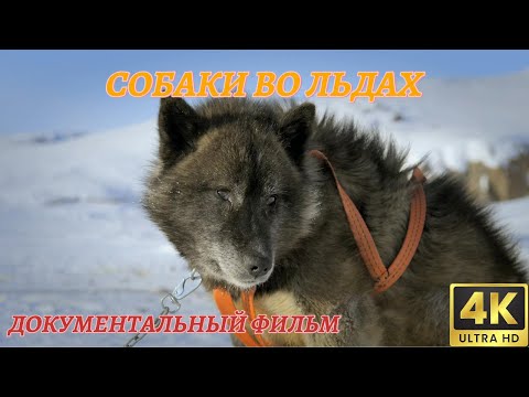 Видео: Мир Дикой Природы. Ездовые собаки севера. Документальный Фильм 4K.