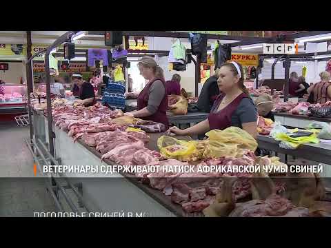 Видео: Ветеринары сдерживают натиск африканской чумы свиней