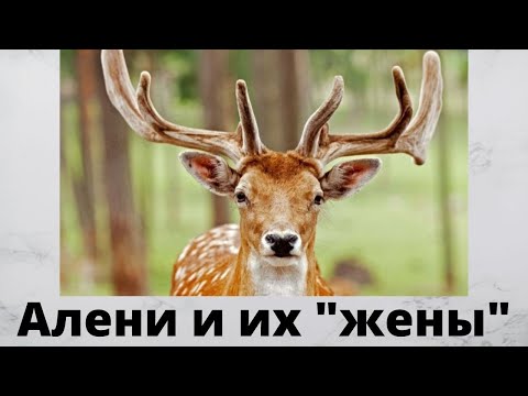 Видео: Что ждет Рогатых Мужиков в будущем?