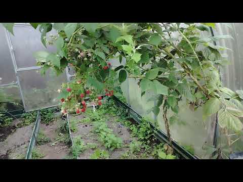 Видео: Малина Гусария