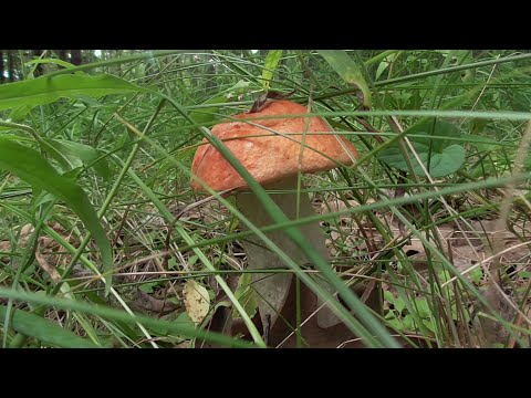 Видео: В лес за грибами! БЕЛЫЕ ГРИБЫ, ПОДОСИНОВИКИ... вечерний поход по грибы.