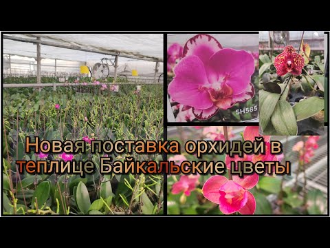 Видео: Новая поставка орхидей в теплице Байкальские цветы#обзор#2025#flowers#funny #plants 