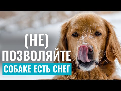 Видео: Собаки в борьбе со СНЕГОМ! Почему собаки едят СНЕГ? Может ли СНЕГ БЫТЬ ОПАСЕН?