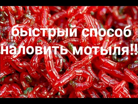 Видео: Быстрый способ намыть добыть наловить много мотыля зимой на струну.