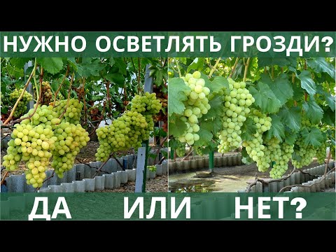 Видео: Осветление гроздей винограда! НУЖНО или НЕ НУЖНО это делать?