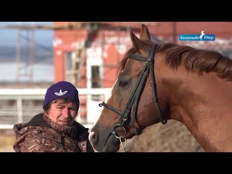 Видео: Рыжие  Гнедые  Вороные  Лошади СХП Новомарьевское