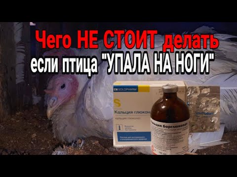 Видео: Чего НЕ СТОИТ делать если птица "УПАЛА На НОГИ"