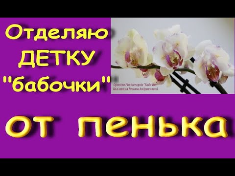 Видео: ОТДЕЛЯЮ детку ОРХИДЕИ "бабочки" ОТ ПЕНЬКА.Видео начала снимать 06.09.20.