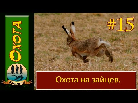 Видео: Охота на зайца . Бекас   авто ВПО 201 м.