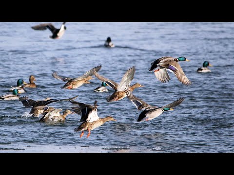 Видео: Не забываемая осенняя охота на Уток 2023 #амурская область