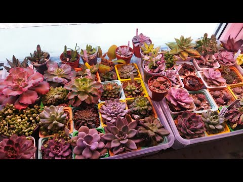 Видео: Мои суккуленты после обработки 🌵/ Новинки ♥️