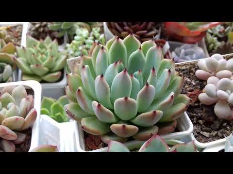 Видео: Виды моих суккулентов.Общий обзор коллекции.Часть 1