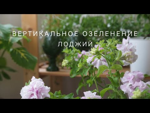 Видео: ВЕРТИКАЛЬНОЕ ОЗЕЛЕНЕНИЕ ЛОДЖИЙ