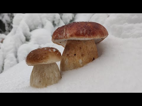 Видео: БІЛІ Гриби у сніг.  Карпати.  Ліс   просто казка!
