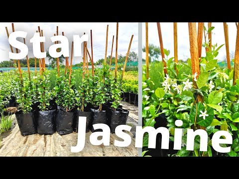 Видео: Как выращивать жасмин звездчатый (конфедеративный) для максимальной прибыли