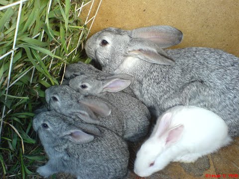 Видео: Как выжить в кризис? С чего начать? Кухня для ленивой хозяйки -3.