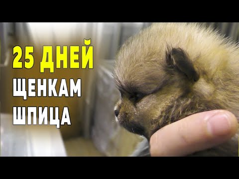 Видео: Щенкам шпица 25 дней. Какого окраса и роста будут щенки. Купили сучье молоко для собак. Шпицы играют