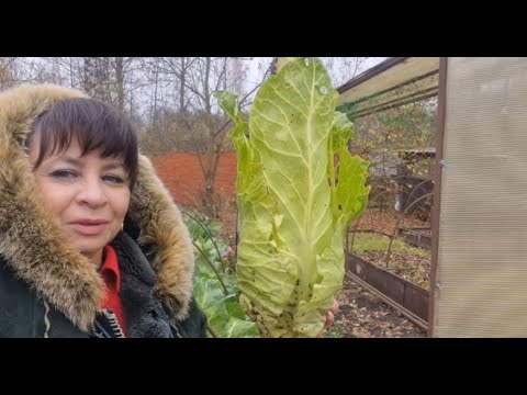 Видео: Продолжение истории мошенничества. Обещания и ожидания. Вырастила необыкновенную капусту.