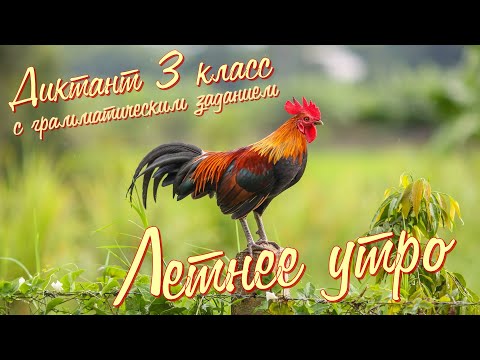 Видео: Диктант c грамматическим заданием! 3 класс. Летнее утро #диктант3класс #диктант