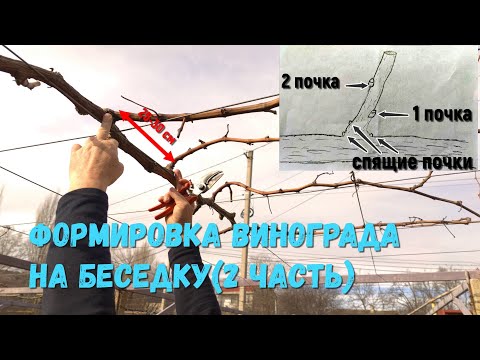 Видео: Формировка винограда на беседку(2 часть).