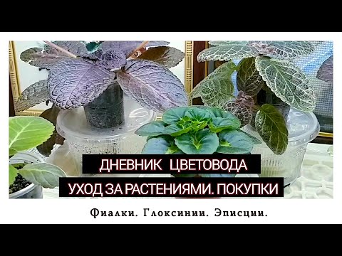 Видео: Дневник цветовода. Покупки. Уход за растениями.