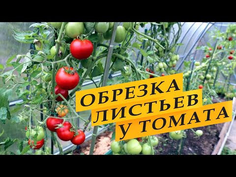 Видео: Как обрезать листья у томатов и зачем.