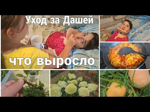 Видео: Как ухаживаем за Дашей. Позднее черенкование Гортензии. Что выросло в огороде. Салат для семьи