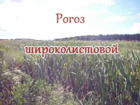 Видео: Рогоз широко листовой.Как определить зрелость рогоза.