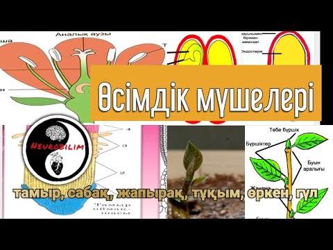 Видео: Өсімдік мүшелері | тамыр| өркен| жапырақ| гүл | сабақ| тұқым
