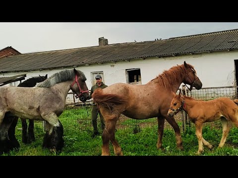 Видео: 🔥🔥СТАРИЙ КІНЬ БОРОЗНИ НЕ ПОРТИТЬ)💪 🎯ВАНДАМ бельгійський жеребець, та ЖИРАФА ❤️‍🔥теж бельгійка👍