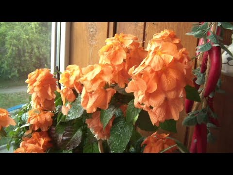 Видео: Мои комнатные цветочки 2018 июль