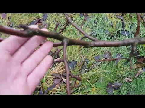 Видео: Ну прямо дуже ДЕТАЛЬНА обрізка Яблуні