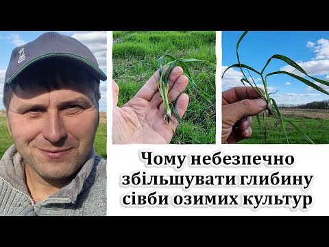 Видео: Чому небезпечно збільшувати глибину сівби озимих культур