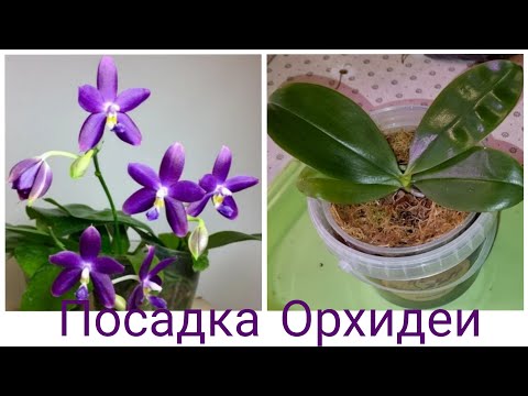 Видео: Посадка Орхидеи после Наращивания Корней | Phal. Yang Yang Blueberry × violacea var. Indigo (clone)