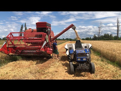 Видео: Бойове хрещення комбайна🇺🇦🇺🇦🇺🇦Збираємо врожай гороху. Massey Ferguson 487 з січкарнею