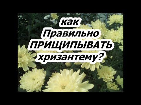 Видео: КАК ПРАВИЛЬНО ПРИЩИПНУТЬ ХРИЗАНТЕМУ?