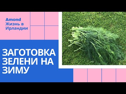 Видео: КАК СОХРАНИТЬ ЗЕЛЕНЬ 🌺 ГОТОВИМ НА ЗИМУ 🌺 VLOG PREPARING HERBS from my greenhouse FOR WINTER 🌺@Amond