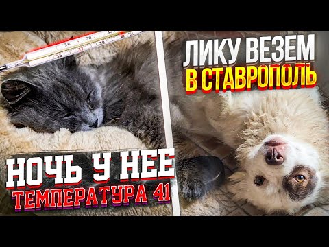 Видео: Пушинке стало плохо🥺 Опять не сплю...Едем в Ставрополь с Зефиркой (Ликой)