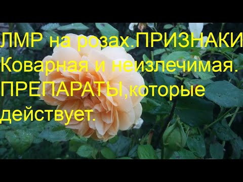 Видео: НЕИЗЛЕЧИМАЯ ЛМР НА РОЗАХ.ПРИЗНАКИ И ПРЕПАРАТЫ.Бич моего сада.