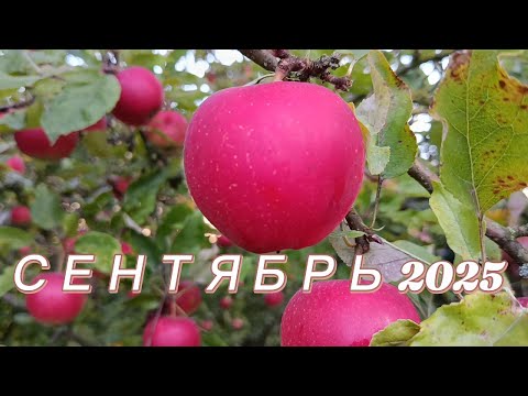 Видео: 39. Сентябрь 2025