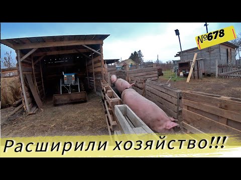 Видео: Как мы покупали поросят. Цена на поросят в Сибири. Жизнь и будни в Омской деревне.
