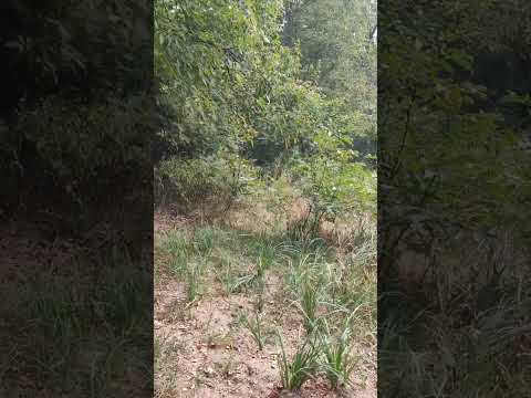 Видео: Астра та похмурий день у парку