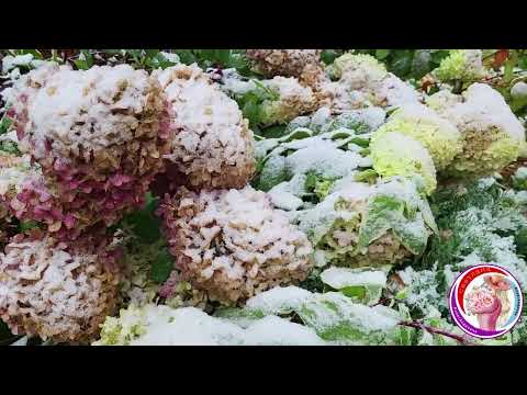 Видео: Про плетистые розы и морозы. Организация дренажа и посадочных ям. Подготовка сада к уборке и укрытию