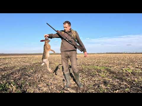 Видео: Охота на зайца 26.10.2025