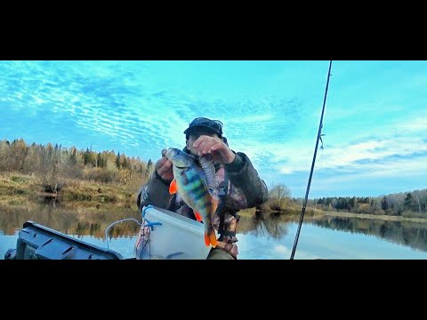 Видео: С ТАКИМИ ОКУНЯМИ И ЩУК НЕ НАДО