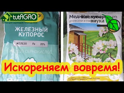 Видео: ПРАВИЛЬНЫЕ СРОКИ ИСКОРЕНЯЮЩЕЙ ОБРАБОТКИ. Как не пожечь сад обжигающей осенней и весенней обработкой?