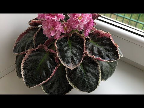 Видео: #фиалки .Обзор цветения фиалок 18.05.2024.